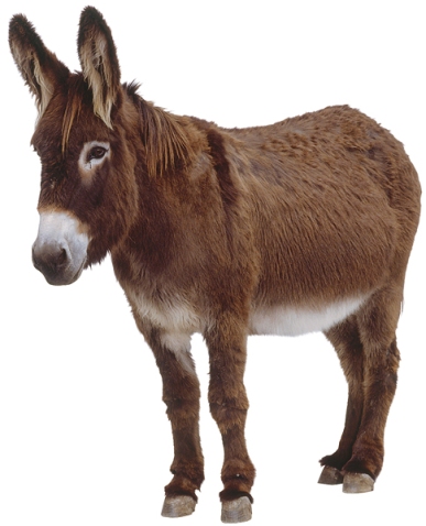 donkey.jpg?w=387&h=320
